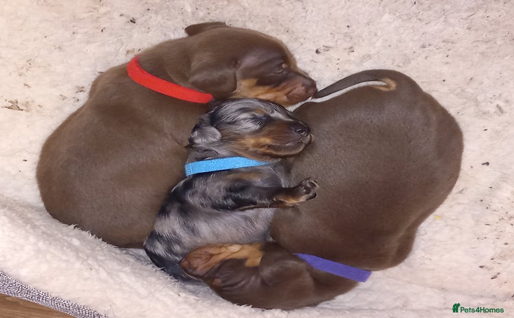 Miniature Dachshund dogs - Advert 5