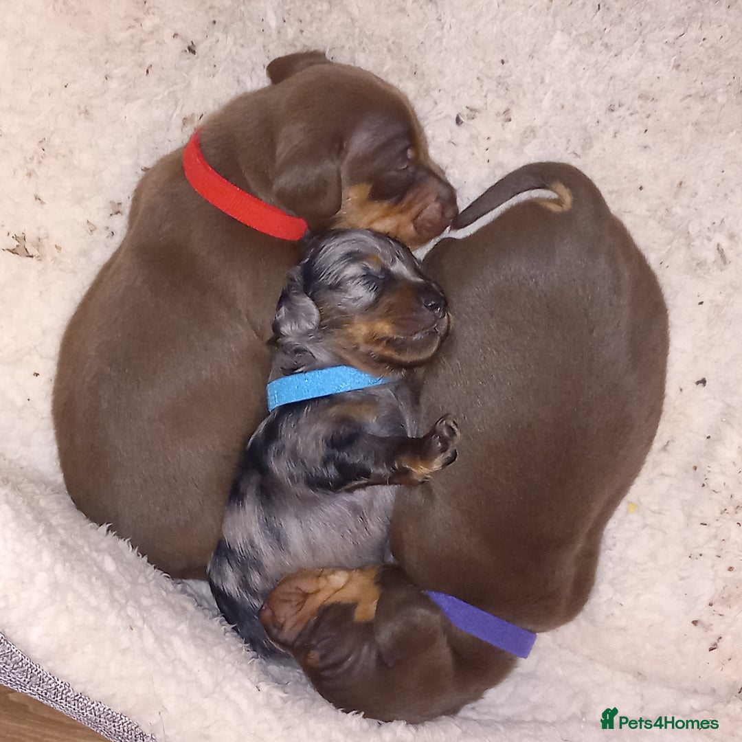 Miniature Dachshund dogs for sale: Miniature dachshund  - Image 1