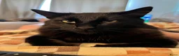 British Longhair cats for sale: Male cat for sale - Advert 5