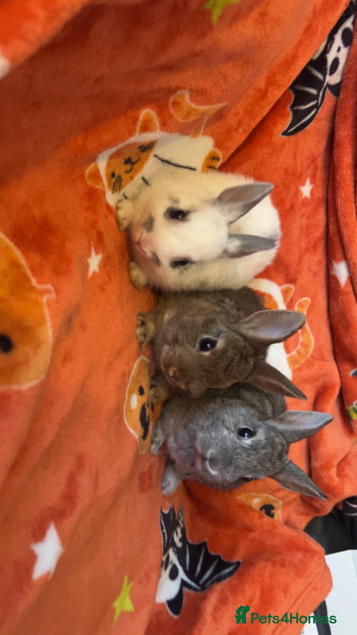 Dwarf Lop rabbits Dwarf lop and Netherland dwarf - Advert 18