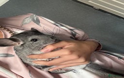 Chinchilla rodents for sale: male chinchilla - Image 2