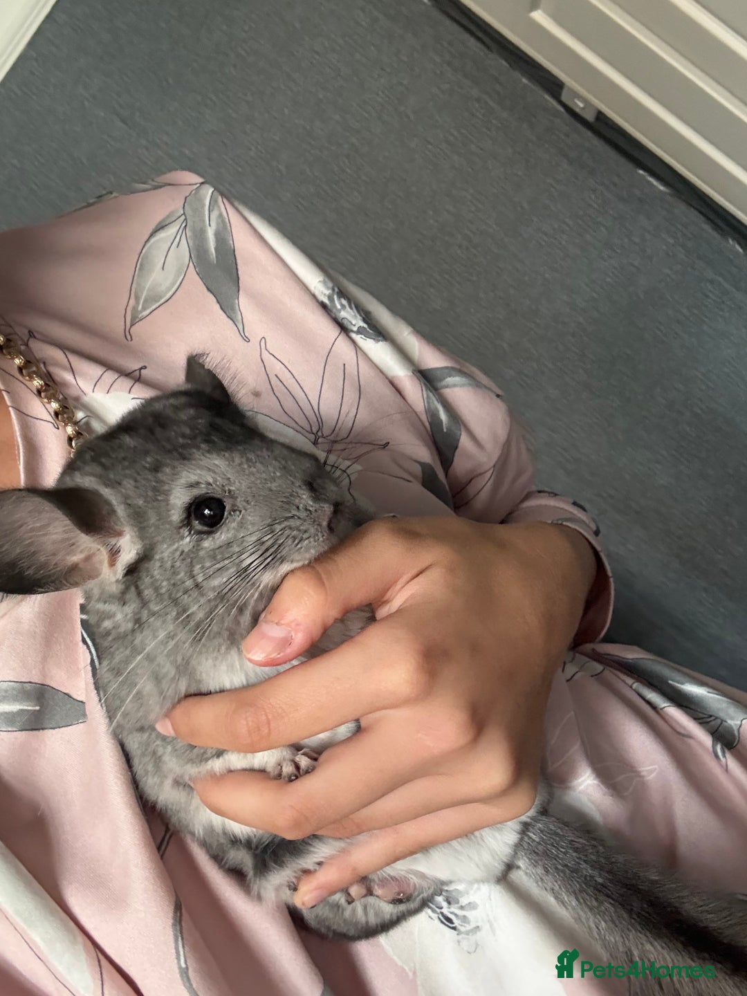 Chinchilla rodents for sale: male chinchilla - Image 2