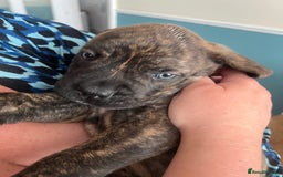 Mixed Breed dogs for sale: MastiffxCane Corso puppies⭐️Ready Now!! - Image 25