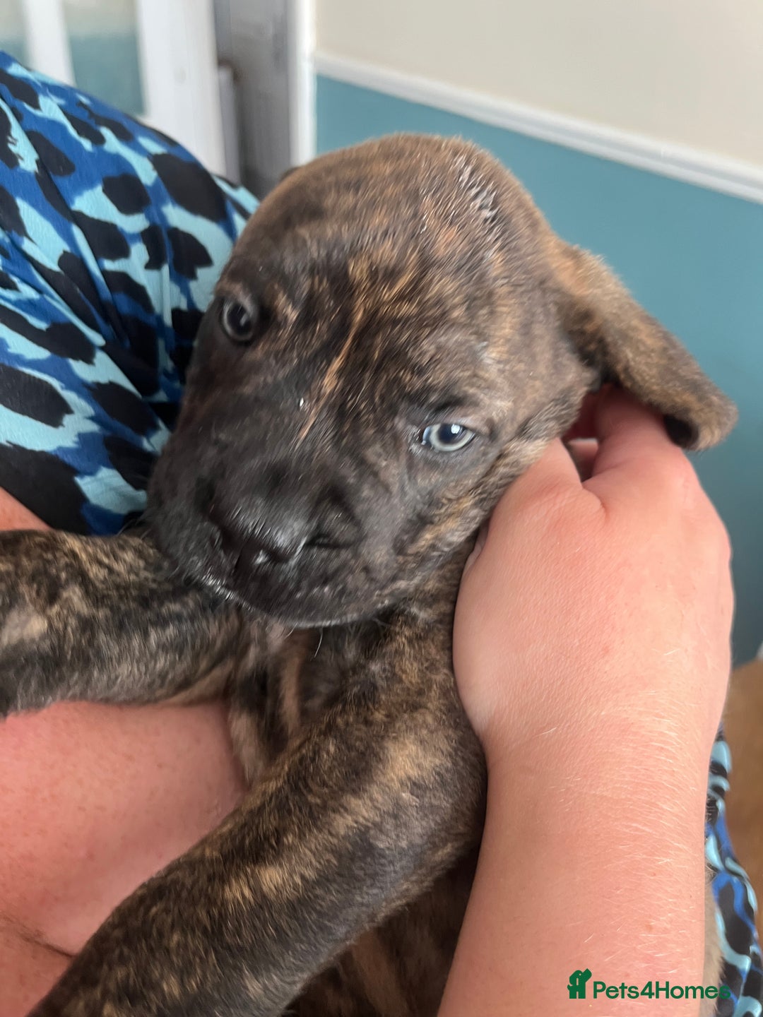 Mixed Breed dogs for sale: MastiffxCane Corso puppies⭐️Ready Now!! - Image 25