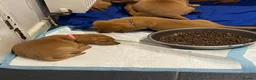 Labrador Retriever dogs for sale: Fox red Labrador puppies in Torpoint - Advert 11