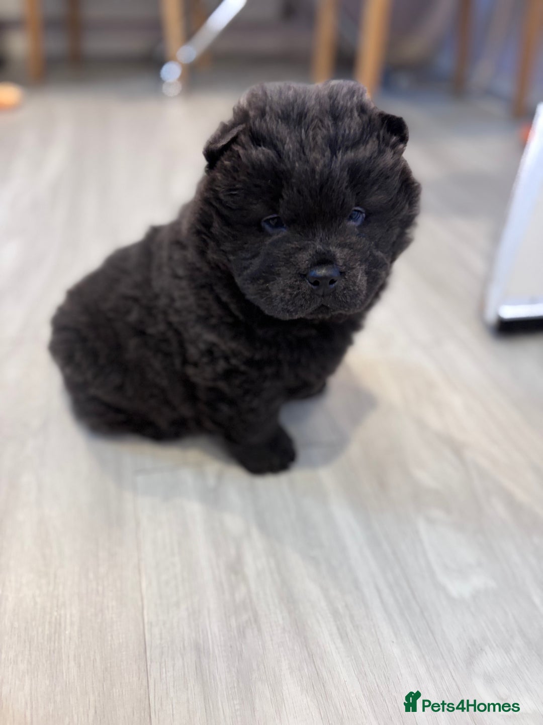 Chow Chow dogs for sale: Blue and Cream carry Tan ChowChow puppies  - Advert 10