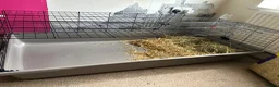 Mixed Breed rabbits for sale: 2 rabbits to rehome with cage and food  - Advert 6
