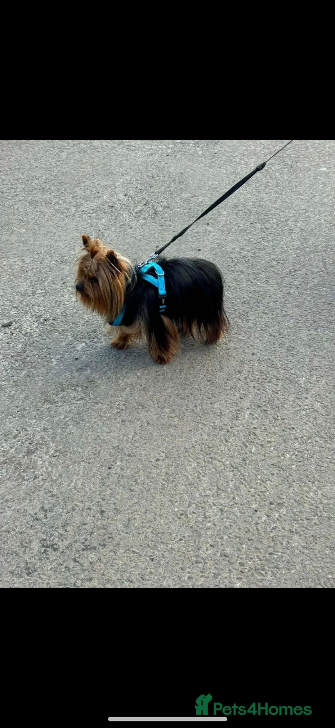 Yorkshire Terrier dogs for stud: Miniature yorkshire  terrier stud  in Omagh - Advert 2