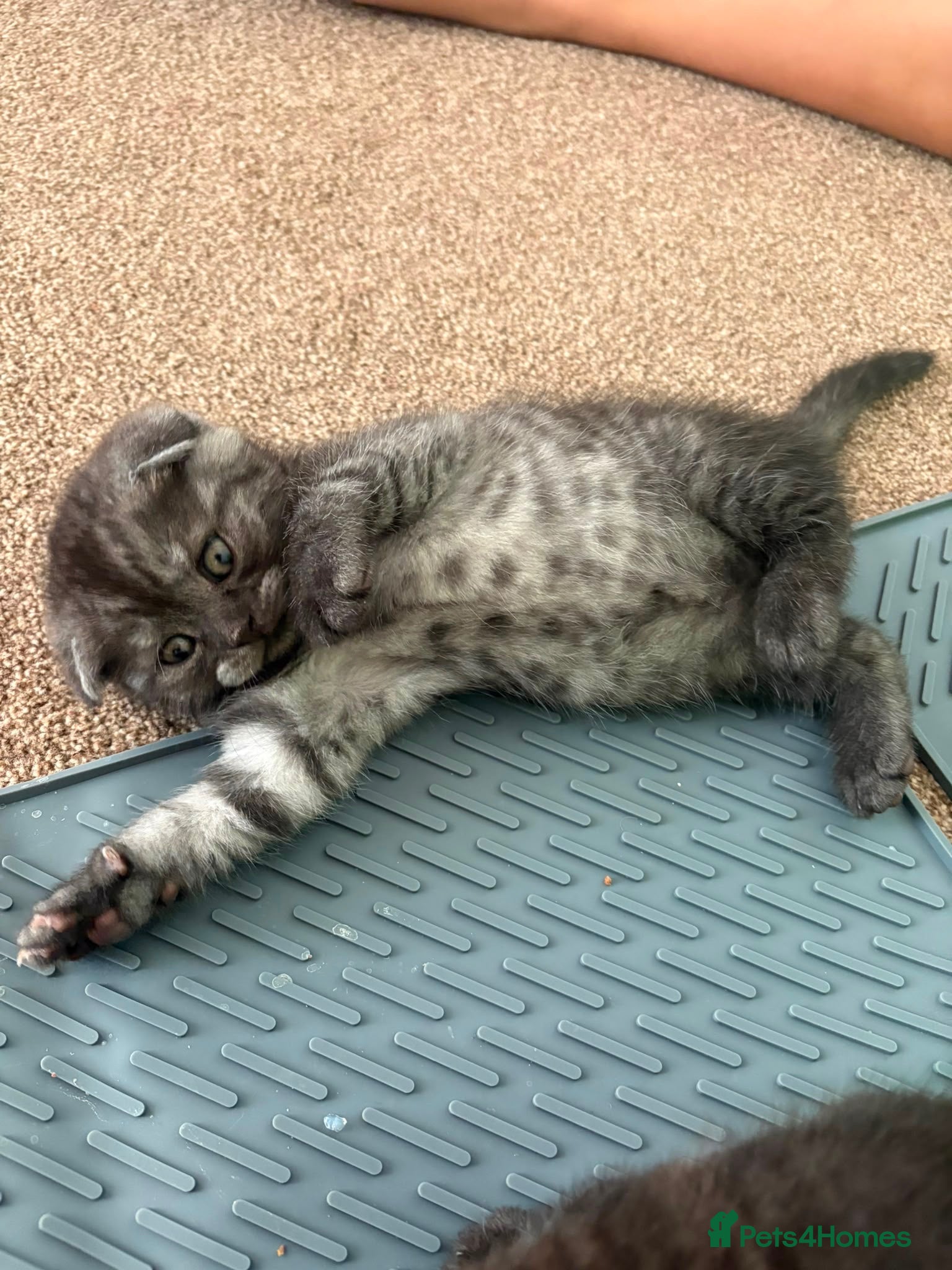 British Shorthair cats Litter of kittens - Advert 4