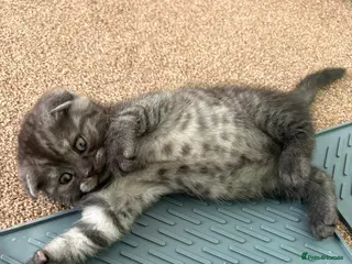British Shorthair cats Litter of kittens - Advert 4