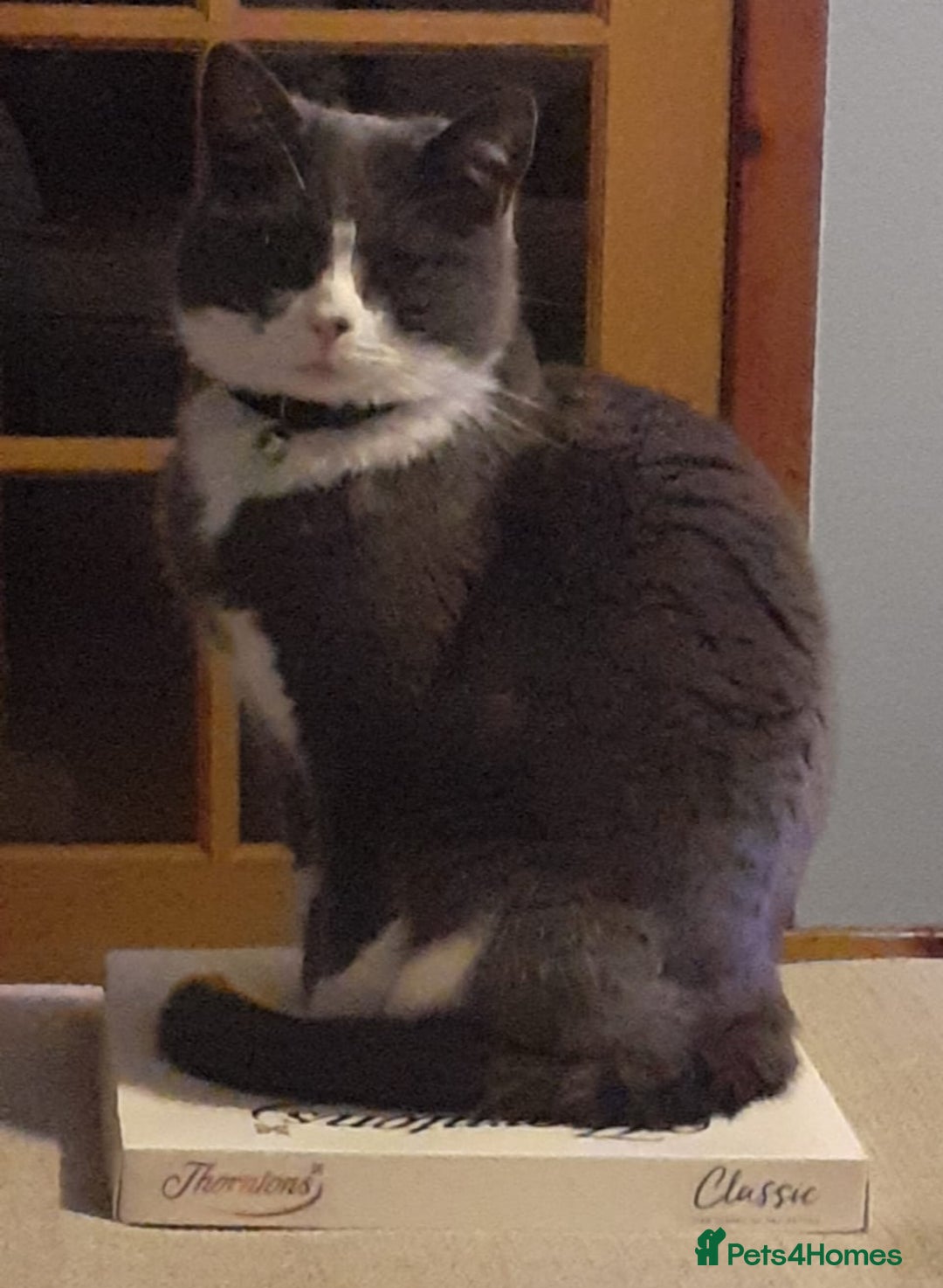 British Shorthair cats for sale: 🐾 Gorgeous girl Whiskey for sale 🐾 - Image 2