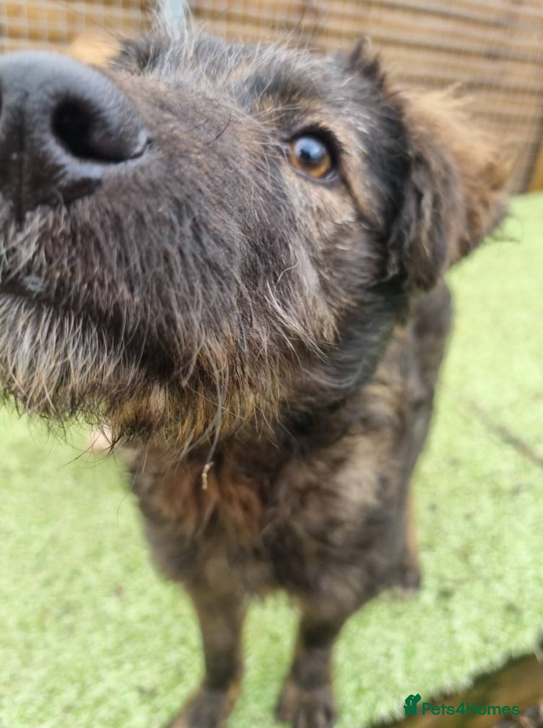 Mixed Breed dogs for adoption: Peggy - In Ayr looking for a home  - Advert 6