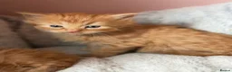 Mixed Breed cats for sale: Stunning kittens - Advert 10