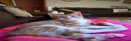 Mixed Breed cats for sale: Male kitten looking for a new home - Advert 2