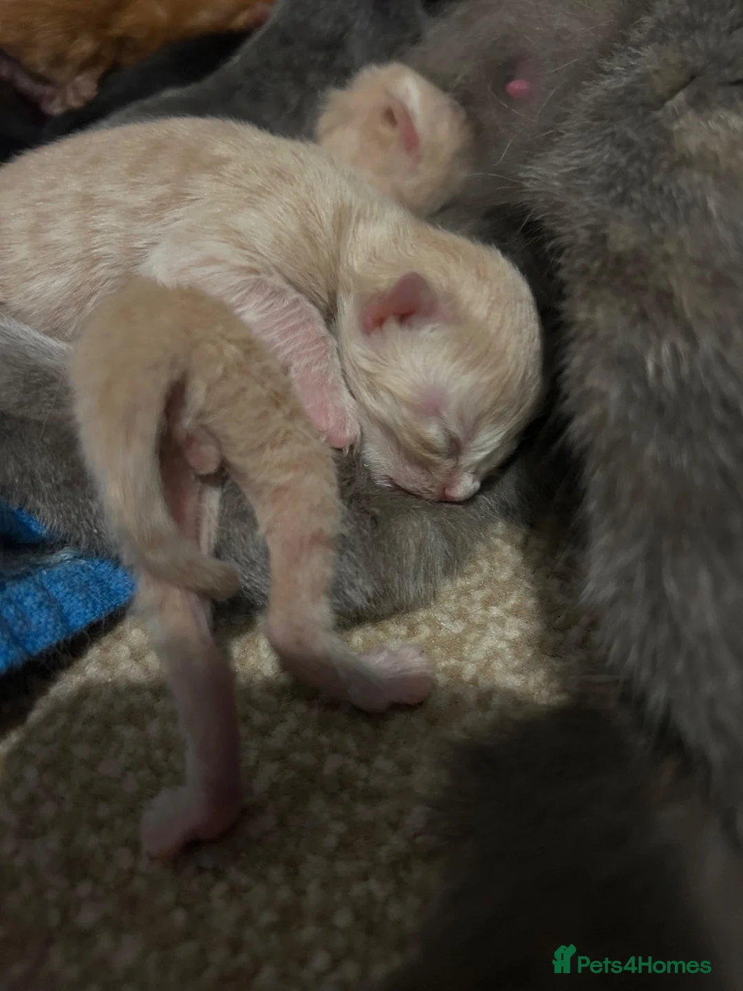 Mixed Breed cats for sale: 4 kittens £150 - Advert 11