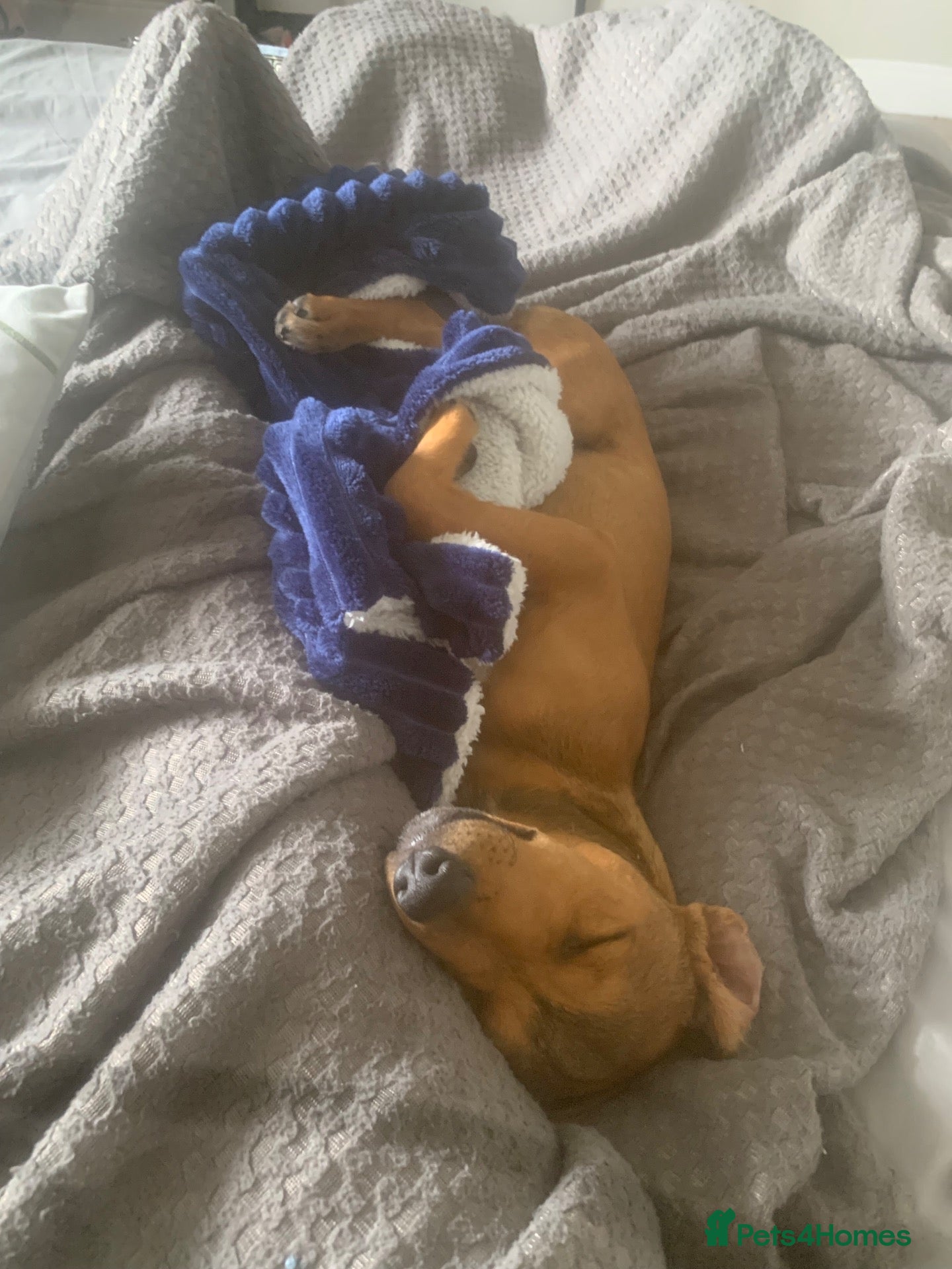 Mixed Breed dogs Puppy jack Russell x Plummer  - Advert 2