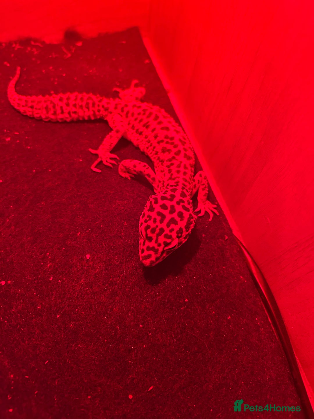 Gecko reptiles for sale: 1 Geko - Advert 3