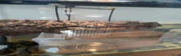 Turtle reptiles for sale: X2 turtles in Leeds - Advert 6