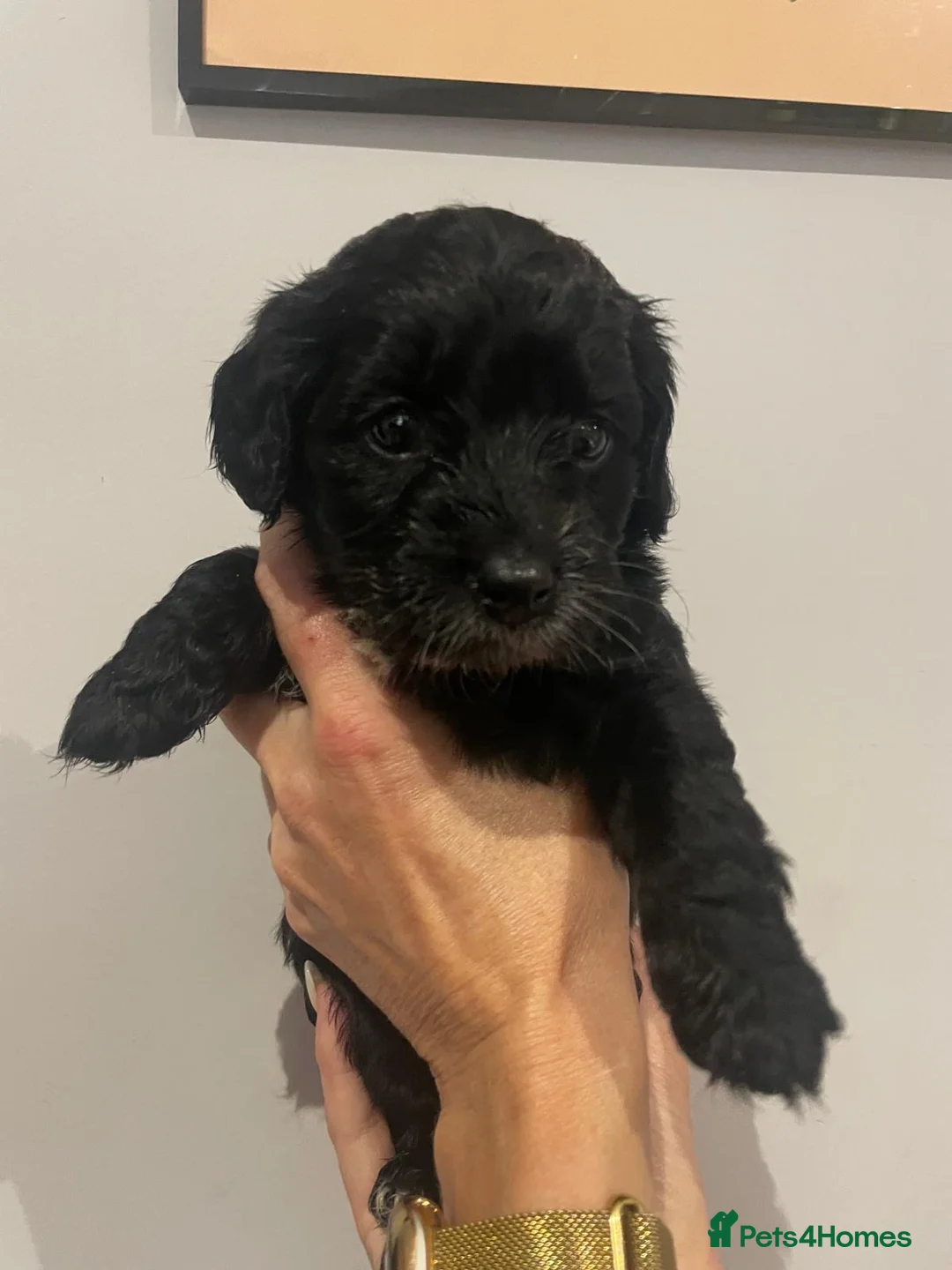 Cavapoo dogs for sale: Beautiful Cavapoo puppies for sale  - Advert 6