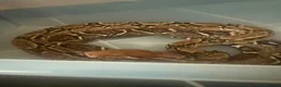 Boa Snake reptiles for sale: Boa constrictor , male around 8 years old - Advert 1