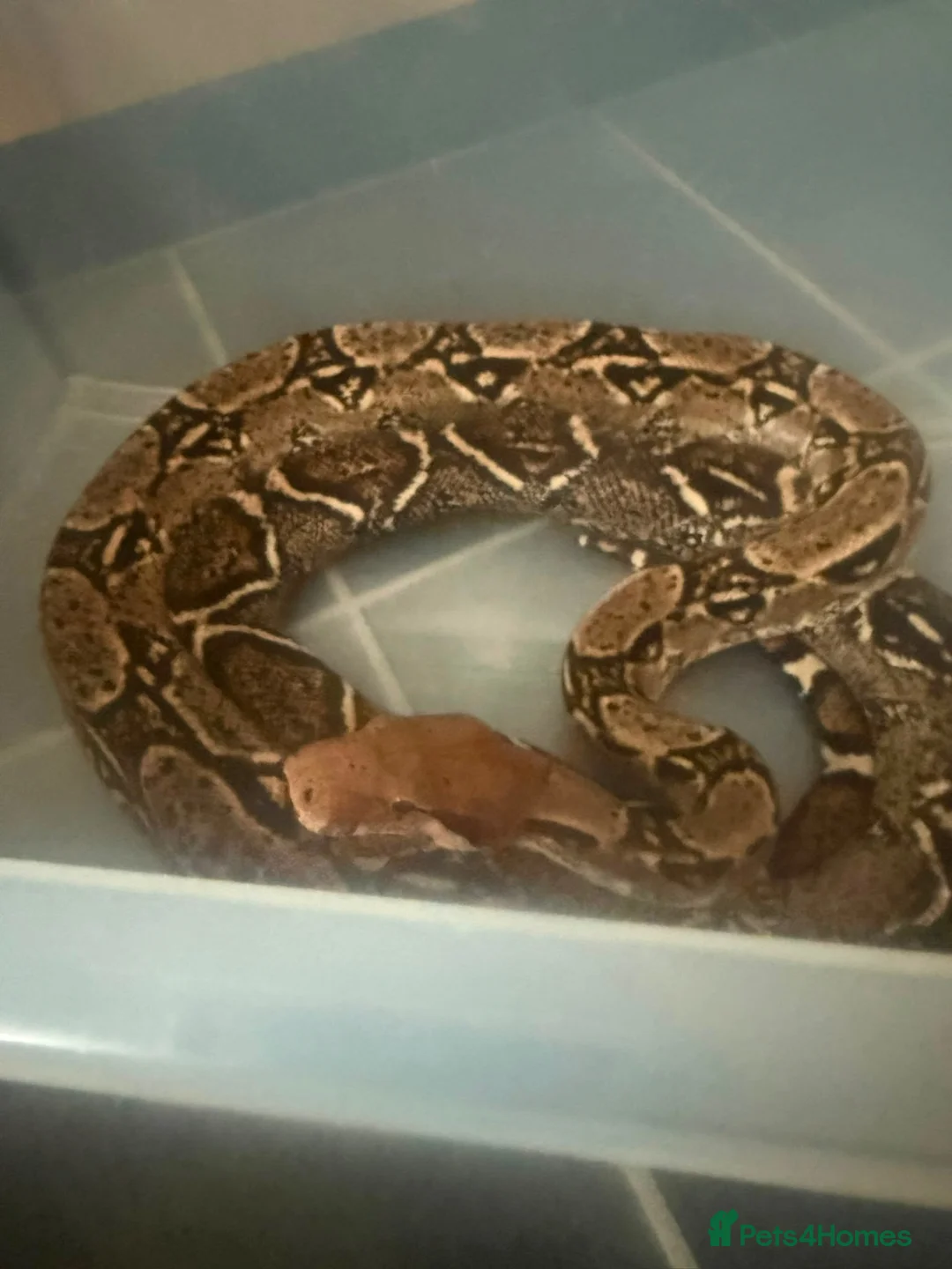 Boa Snake reptiles for sale: Boa constrictor , male around 8 years old - Advert 1