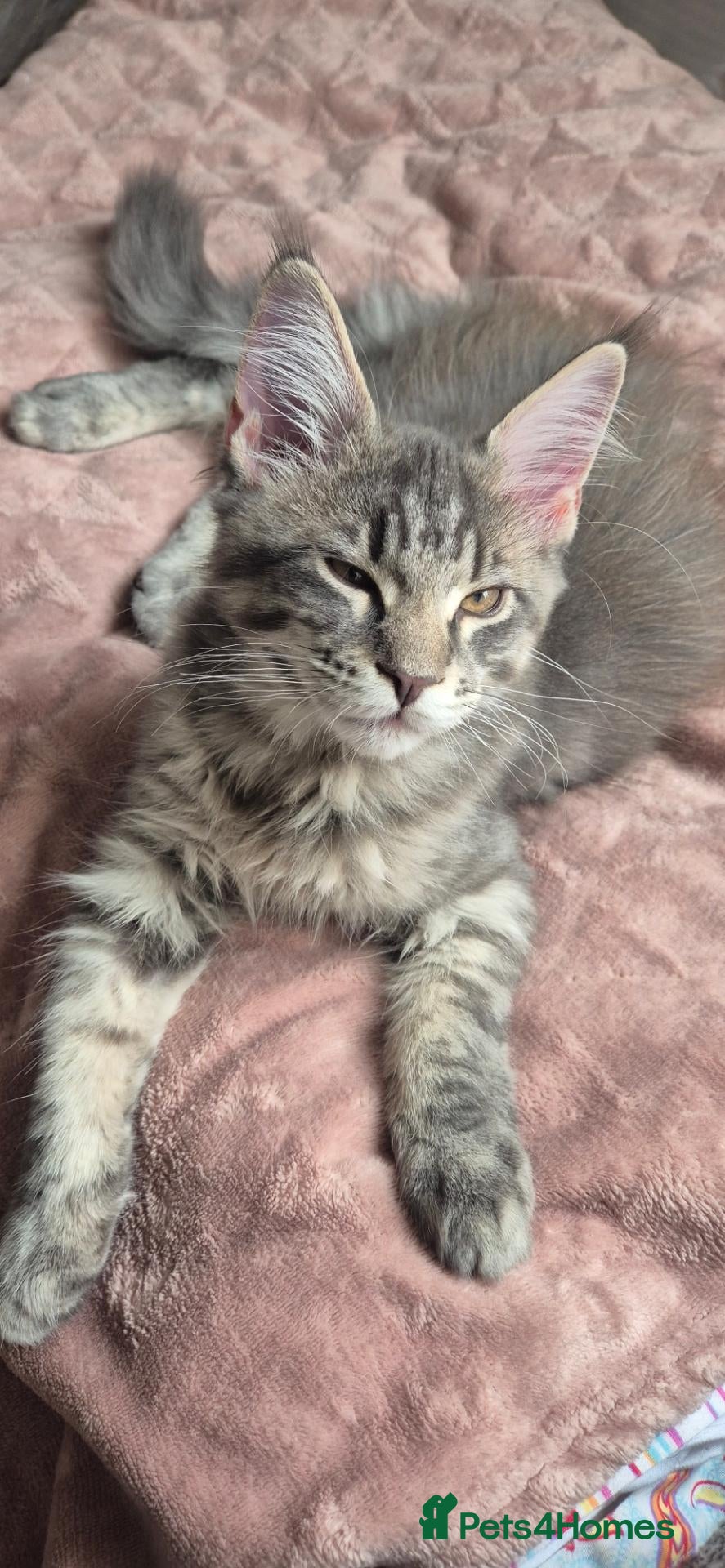 Maine Coon cats Paradaiseforyou Maine Coon Boys AVAILABLE (Large) - Advert 2