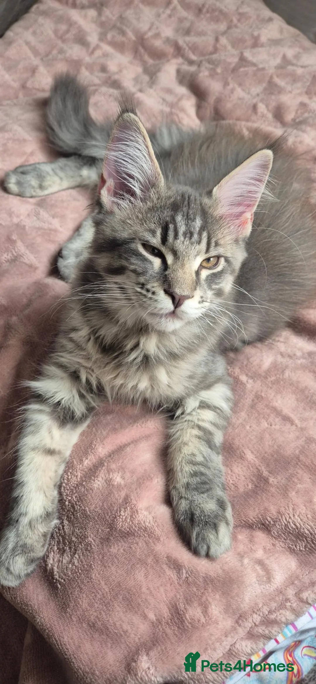 Maine Coon cats for sale: Paradaiseforyou Maine Coon Boys AVAILABLE (Large) - Advert 2