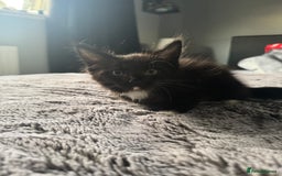 Maine Coon cats for sale: Maine Coon kittens Available!!!! - Image 5