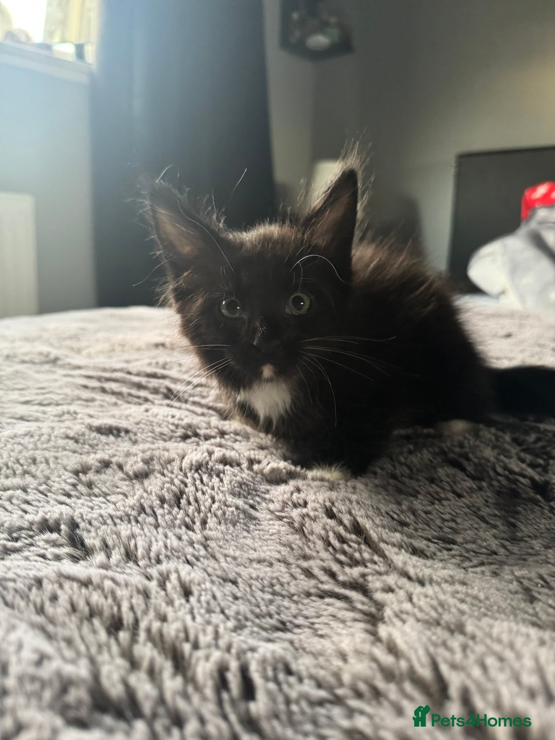 Maine Coon cats for sale: Maine Coon kittens Available!!!! - Image 5