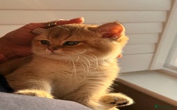 British Shorthair cats for sale: Early BLACK FRIDAY deal available  - Image 5