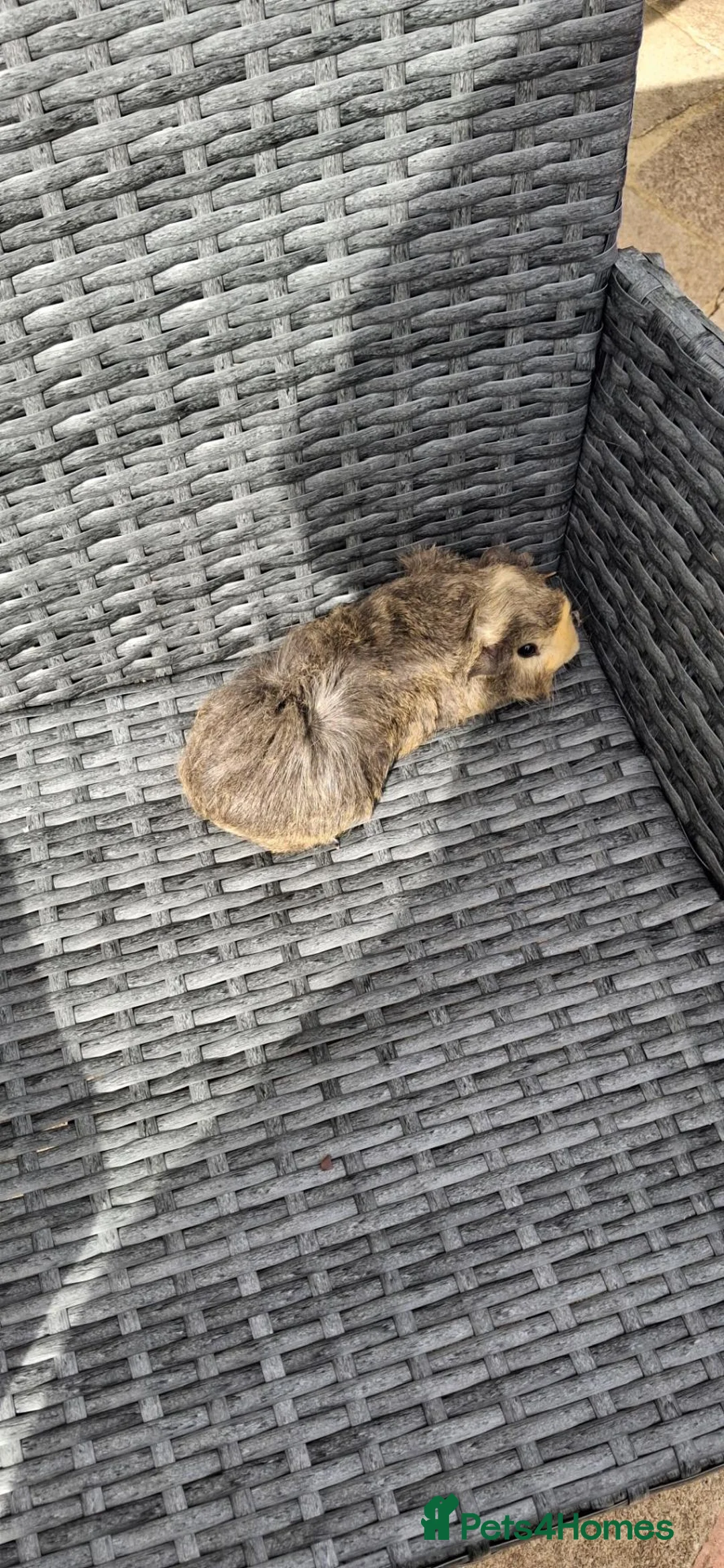 Guinea Pig rodents for sale: 4 baby girl guinea pigs and 1 boy - Advert 15