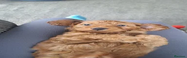 Cockapoo 1