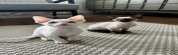 Devon Rex cats for sale: Stunning White Devon Rex Boy - Advert 14