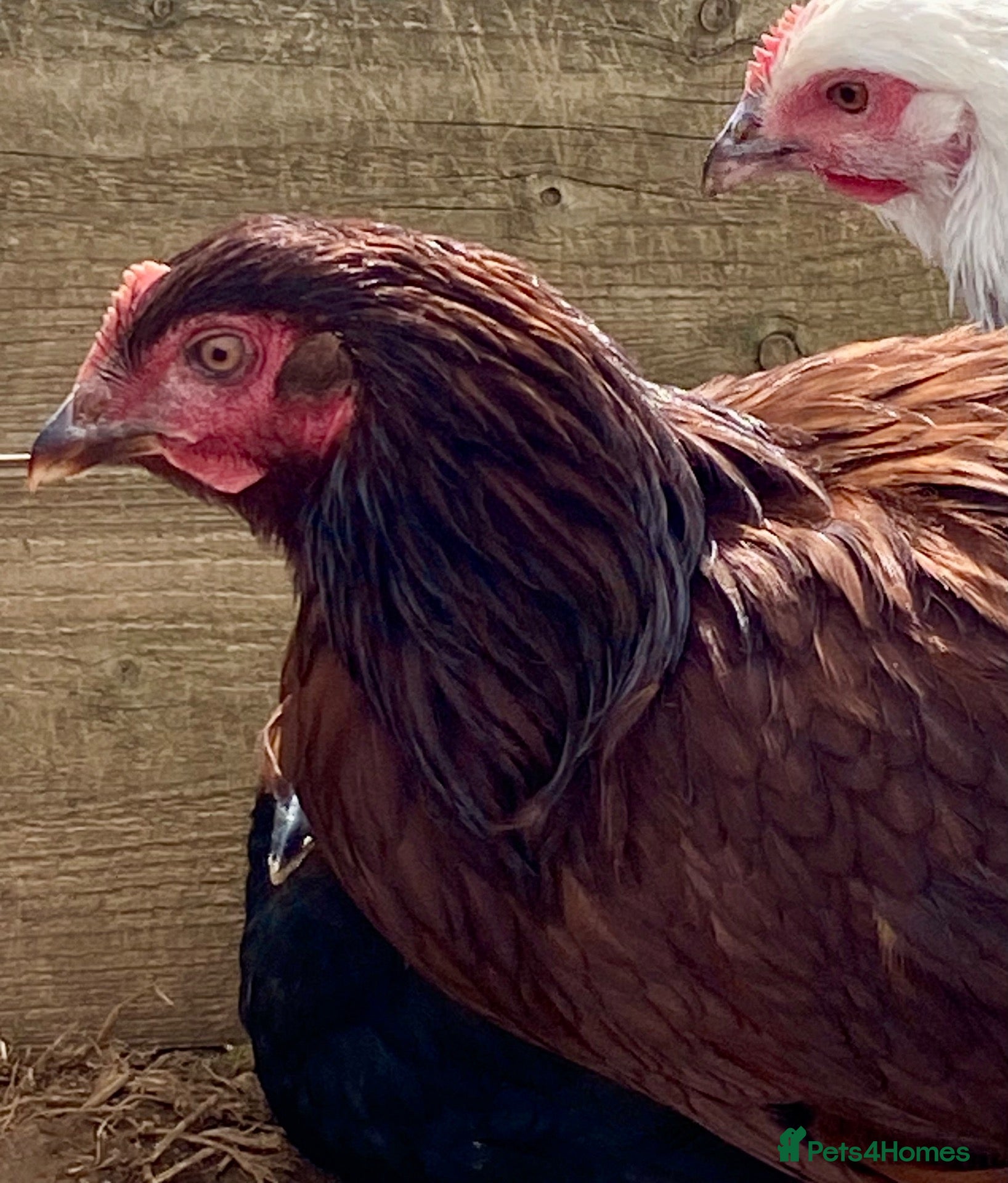 Chickens poultry Rhode Island Red - Advert 1