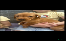 Labrador Retriever dogs for sale: Labrador fox red puppies  - Image 3