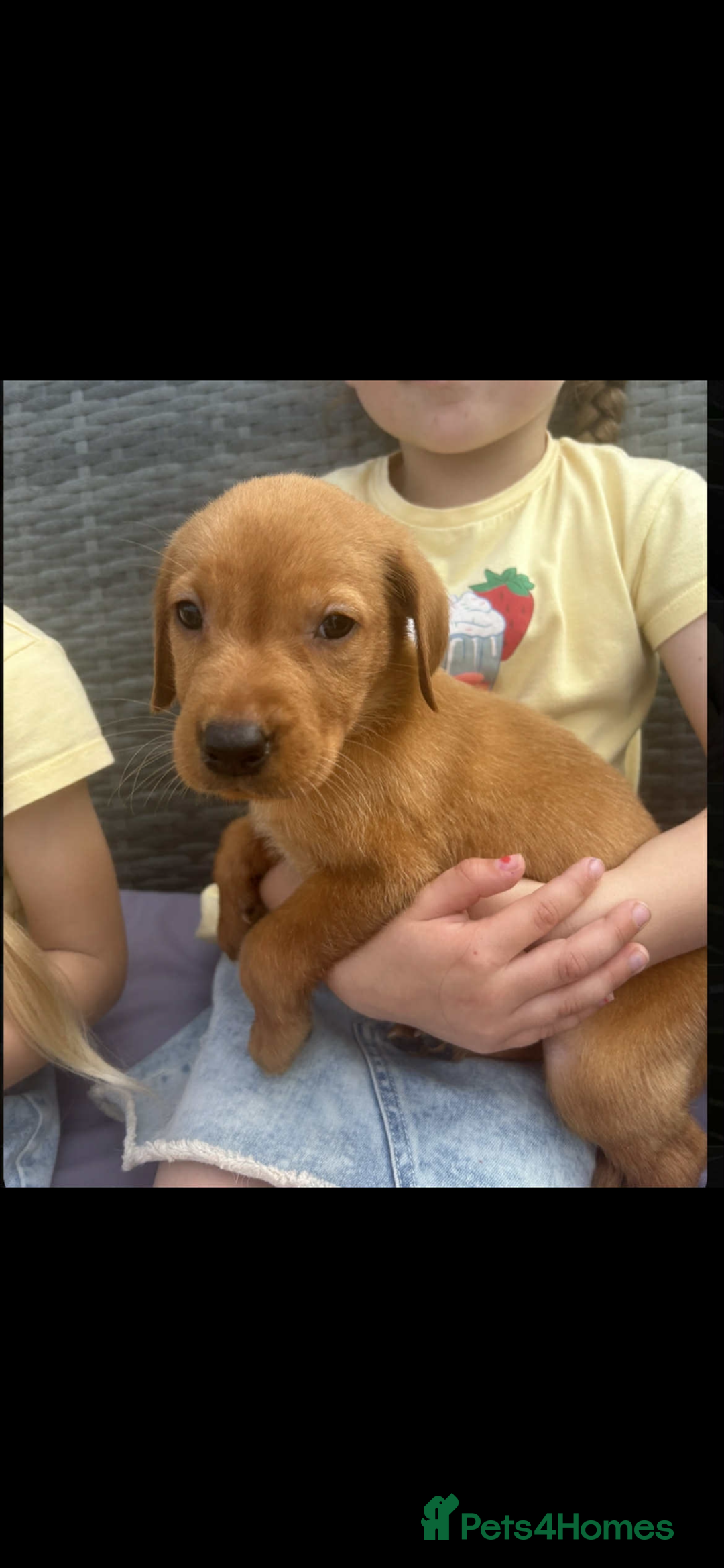 Labrador Retriever dogs for sale: Labrador fox red puppies  - Image 3