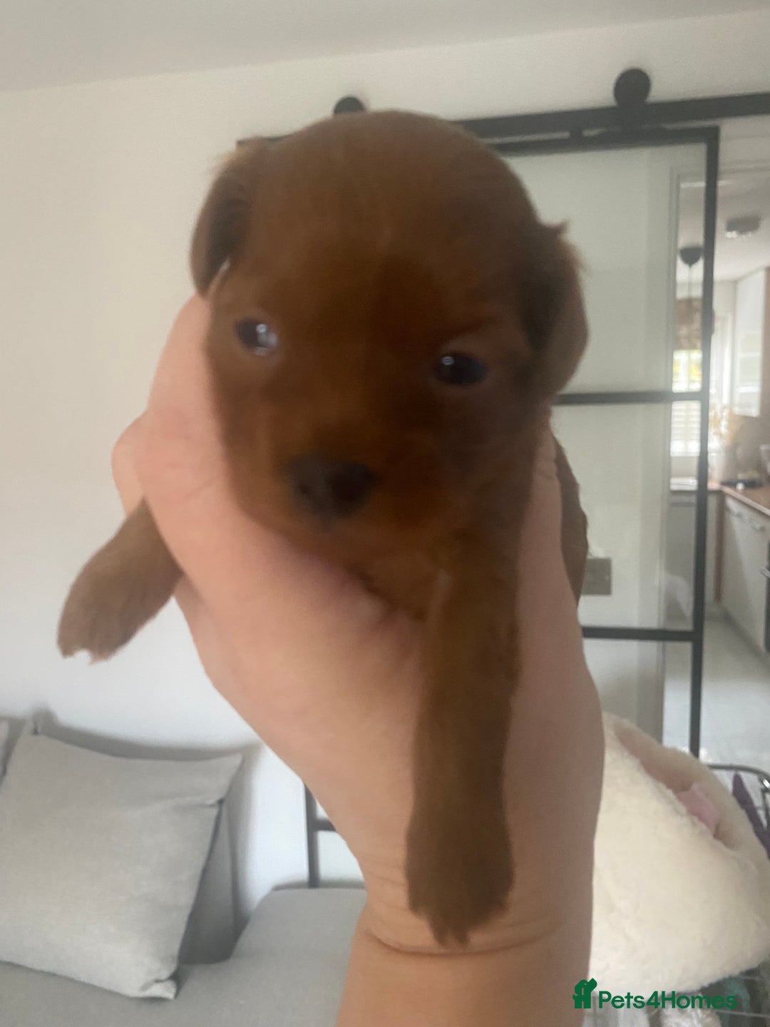 Maltipoo dogs for sale: 🌸Adorable Asian Maltipoo Puppy  - Image 5