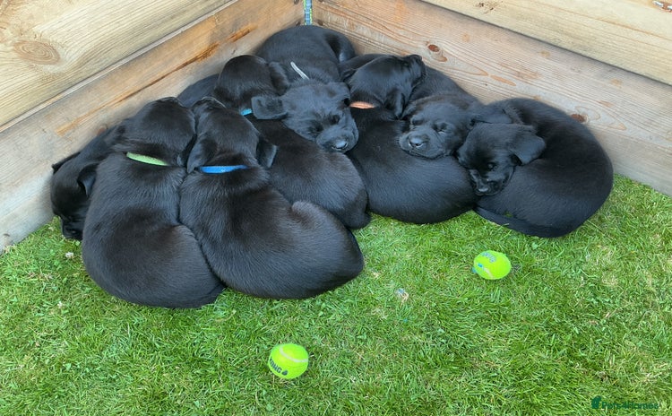 Labrador Retriever dogs - Advert 6