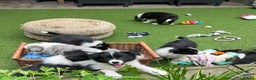 Border Collie dogs for sale: Intelligent & Playful: Border Collie Pups - Advert 2