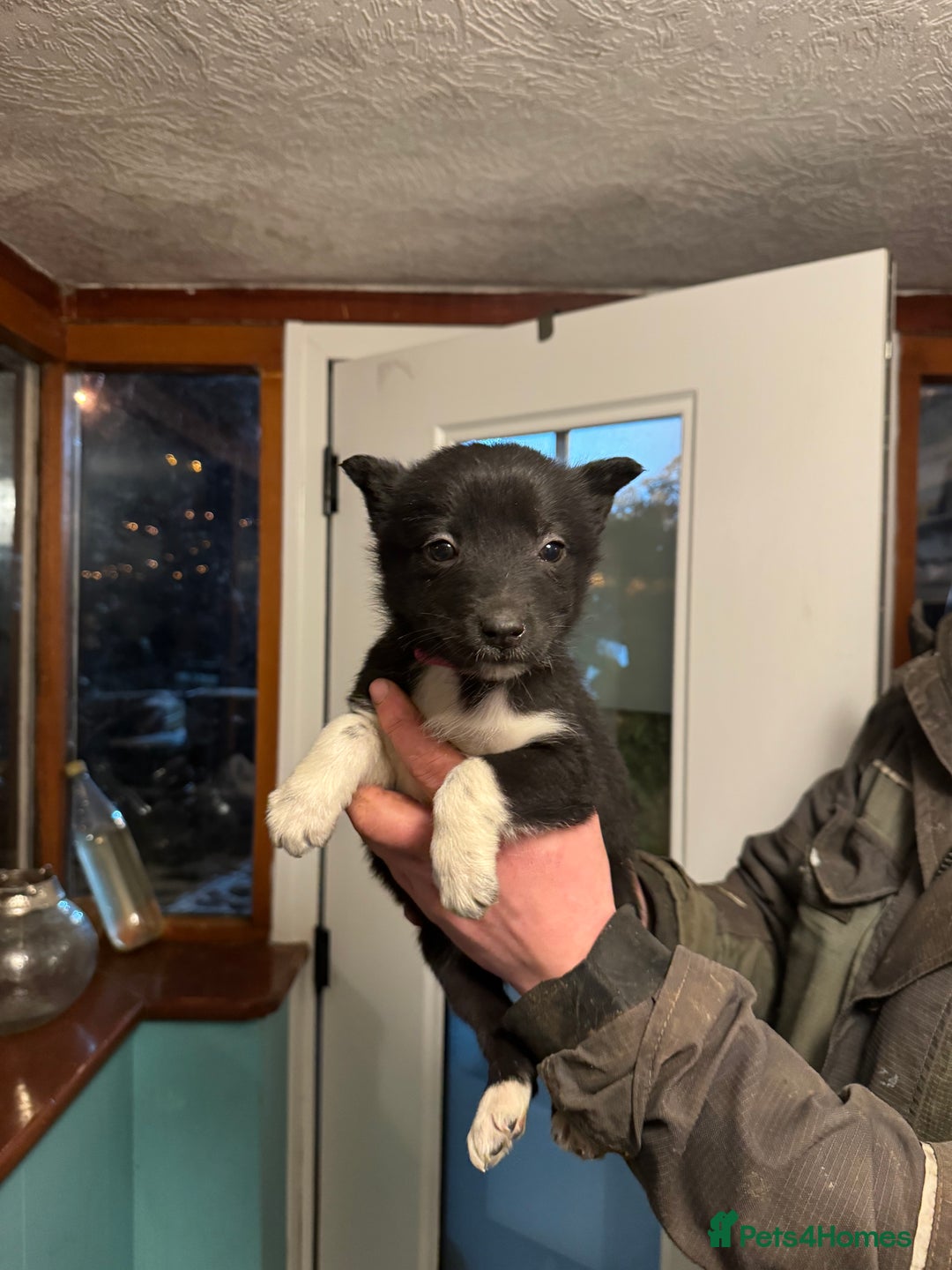 Border Collie dogs for sale: Collie pups - Advert 11