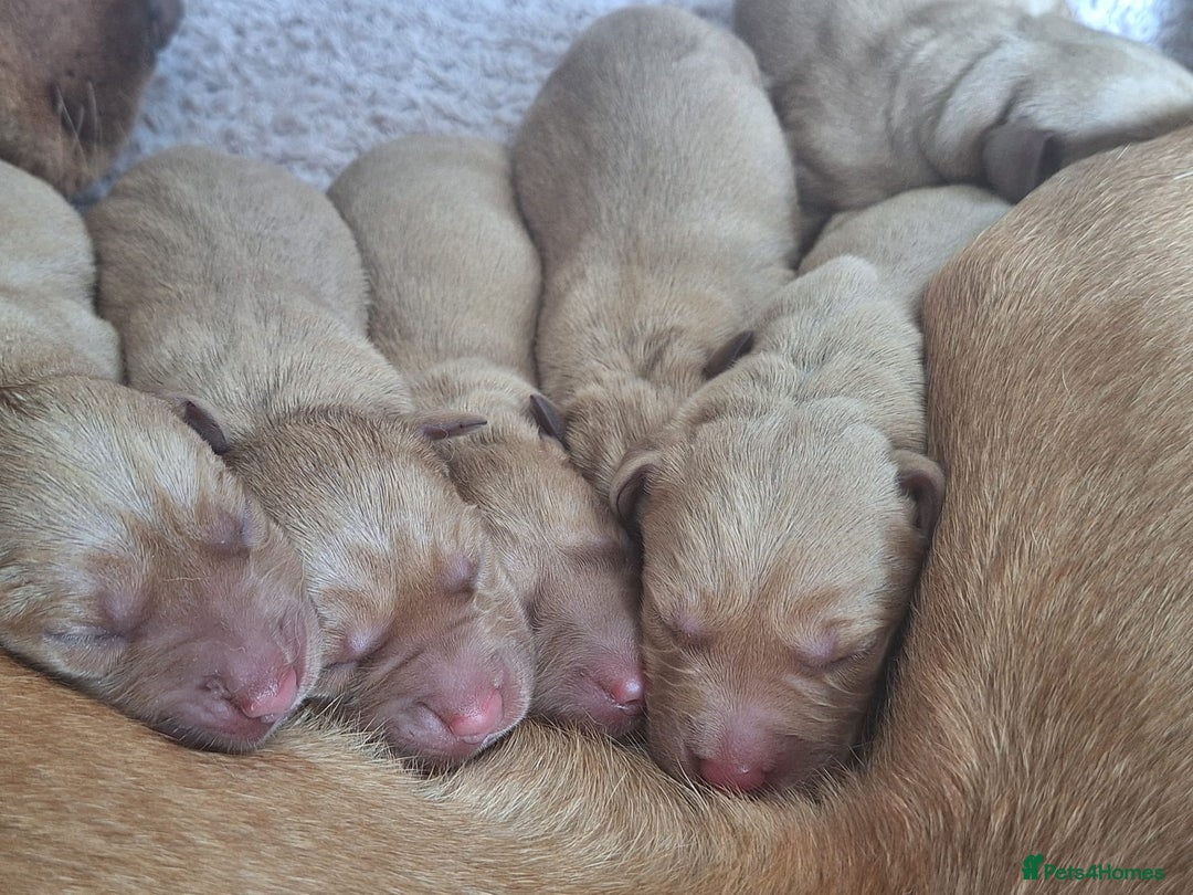 Labrador Retriever dogs for sale: Stunning Fox Red Labrador Puppies – Working lines - Image 13