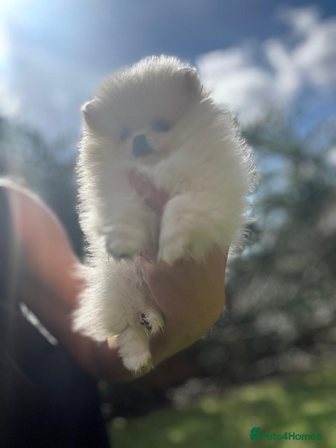 Pomeranian dogs for sale: Quality girl ready now PRINCESS 💕 - Image 33