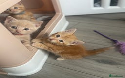 Domestic Shorthair cats for sale: Ginger kittens  - Image 4