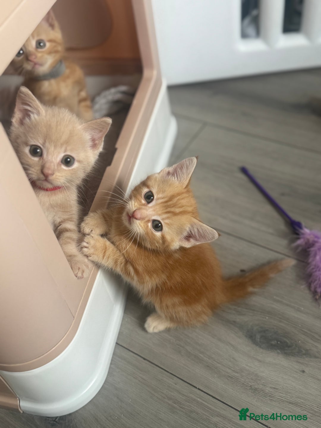 Domestic Shorthair cats for sale: Ginger kittens  - Image 4