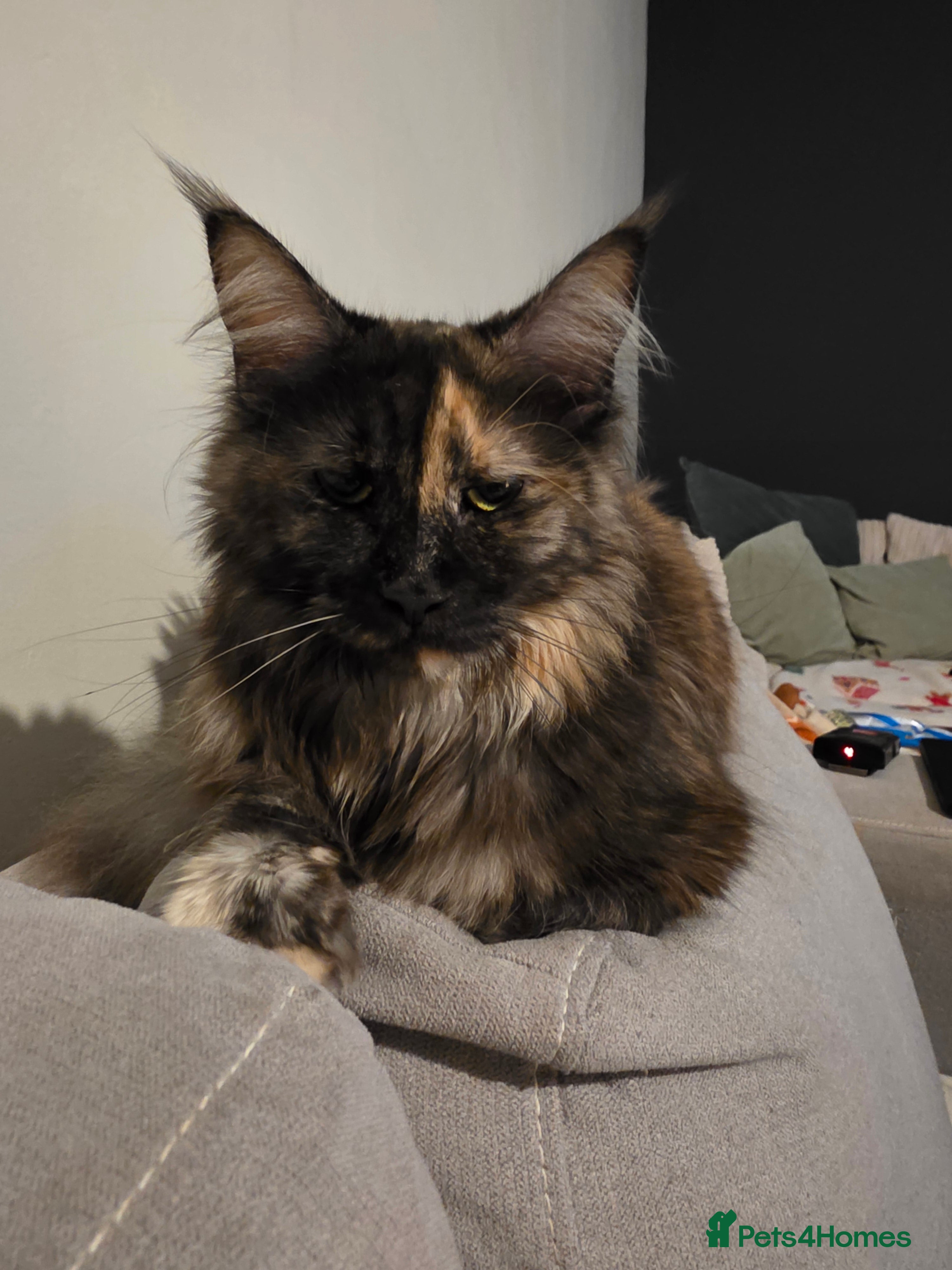 Maine Coon cats Russian maincoon kittens - Advert 2