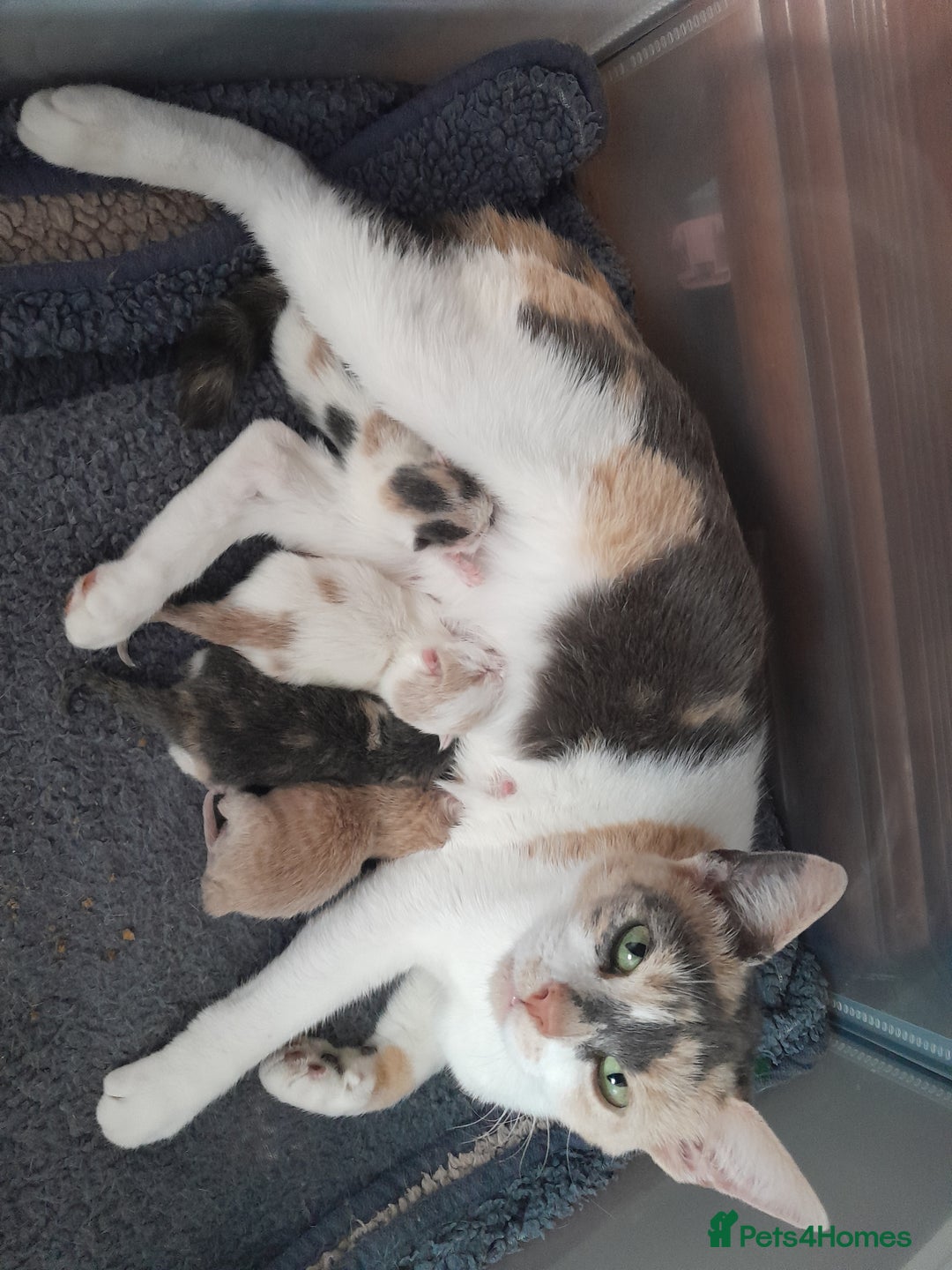 Mixed Breed cats for sale: Beautifully marked kittens  - Image 10