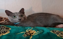 Russian Blue cats for sale: Quality Russian Blue male kitten in Hayes - Image 5