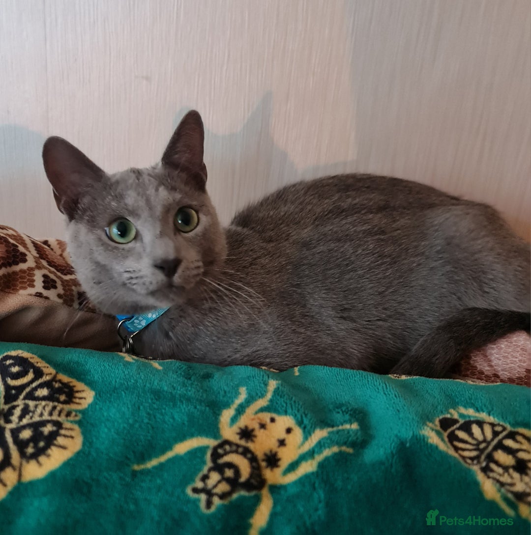 Russian Blue cats for sale: Quality Russian Blue male kitten in Hayes - Image 5
