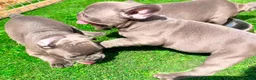 French Bulldog dogs for sale: Blue French bulldog puppies  - Advert 4