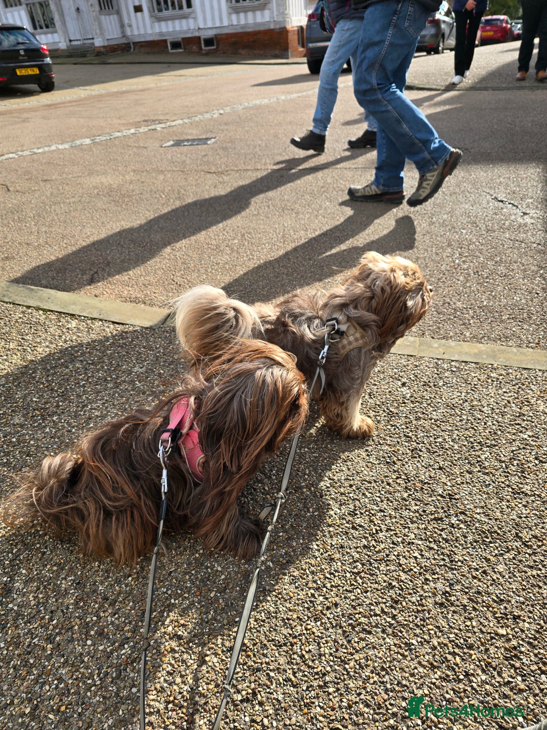 Mixed Breed dogs for sale: Miss Field - Advert 7